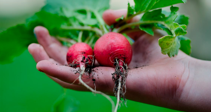 Derecho Obtenedores de Nuevas Variedades Vegetales